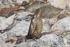 Drucina leonata