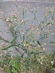 Erigeron floribundus