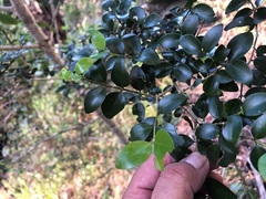 Psydrax odorata buxifolia