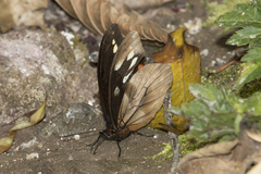 Drucina leonata
