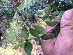 Psydrax odorata buxifolia