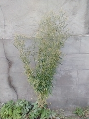 Erigeron floribundus