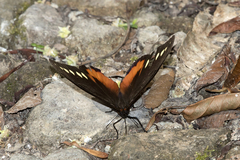 Drucina leonata