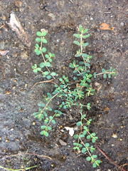 Euphorbia serpens