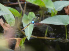 Anax indicus