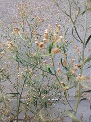 Erigeron floribundus