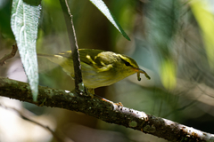 Phylloscopus ogilviegranti
