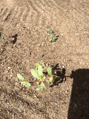 Portulaca oleracea