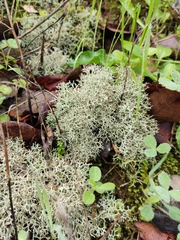 Cladonia rangiformis