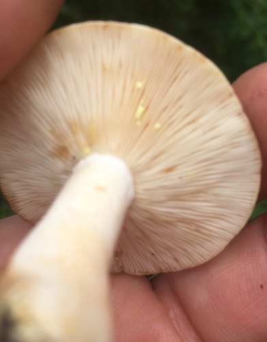 Yellowdrop Milkcap