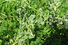 Tetragonia decumbens