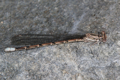 Argia munda