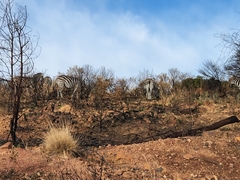 Equus quagga