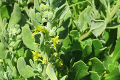 Tetragonia decumbens