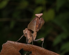 Deroplatys truncata