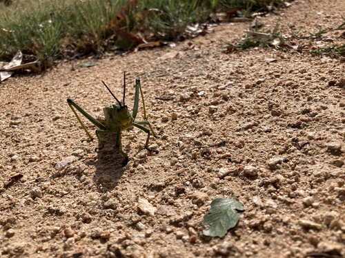 Green Milkweed Locust