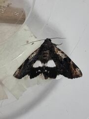 Catephia linteola