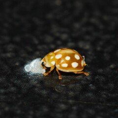 Dinocampus coccinellae paralysis virus