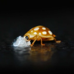 Dinocampus coccinellae paralysis virus