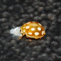 Dinocampus coccinellae paralysis virus