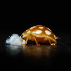 Dinocampus coccinellae paralysis virus