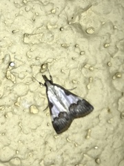 Autocharis jacobsalis