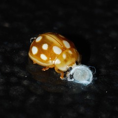 Dinocampus coccinellae paralysis virus