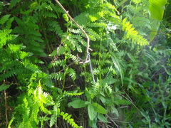 Allocnemis leucosticta