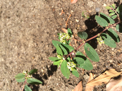 Euphorbia hypericifolia