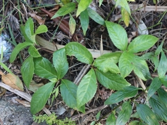 Chloranthus oldhamii