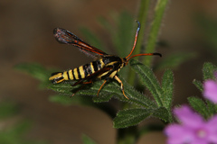 Synanthedon arizonensis