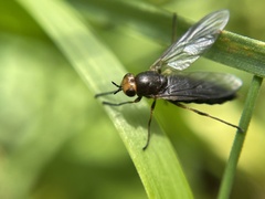 Chiromyzinae