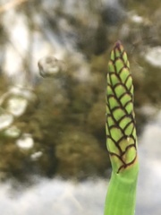 Eleocharis sphacelata