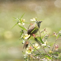 Cincloramphus timoriensis