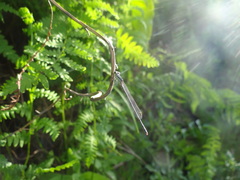 Allocnemis leucosticta