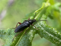 Alleculina