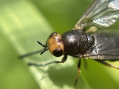 Chiromyzinae
