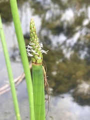 Eleocharis sphacelata
