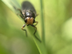 Chiromyzinae