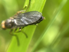 Chiromyzinae