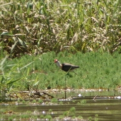 Irediparra gallinacea