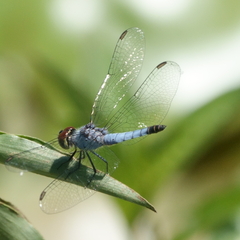 Brachydiplax denticauda