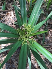 Cyperus albostriatus