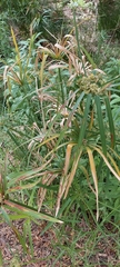 Cyperus alternifolius