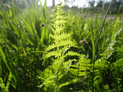 Thelypteris confluens