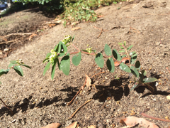 Euphorbia hypericifolia