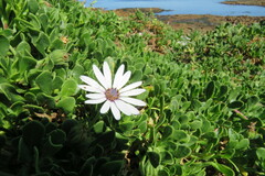 Dimorphotheca fruticosa