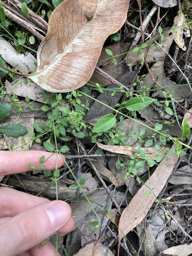 Shade Raspwort (Gonocarpus humilis)