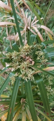 Cyperus alternifolius