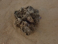 Pyura praeputialis